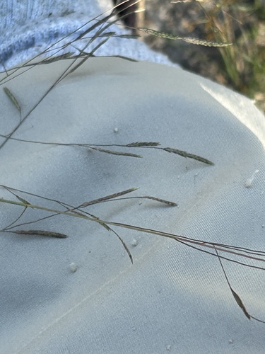 Eragrostis refracta observed 2026-10-19
