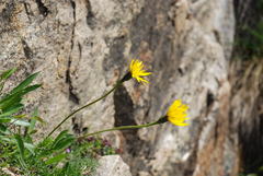 Leontodon tenuiflorus