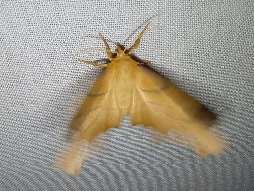 September Thorn, Drenthe, NL, photo 8 of 10