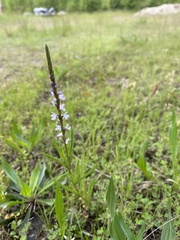 Verbena simplex