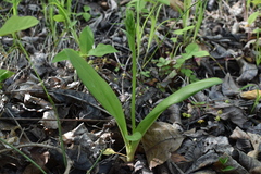 Platanthera densa