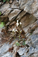 Arabis pumila