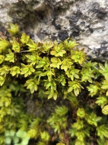 Encalypta streptocarpa observed 2026-10-20
