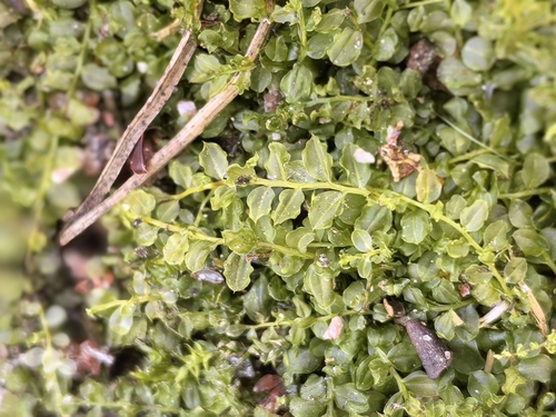 Plagiomnium cuspidatum observed 2026-10-19