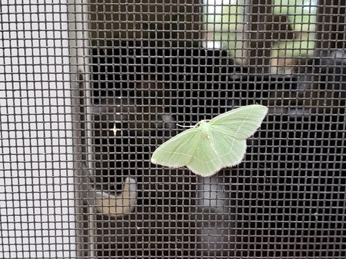 White-fringed Emerald photo 3