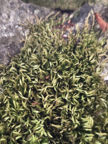 Homalothecium sericeum observed 2026-10-20