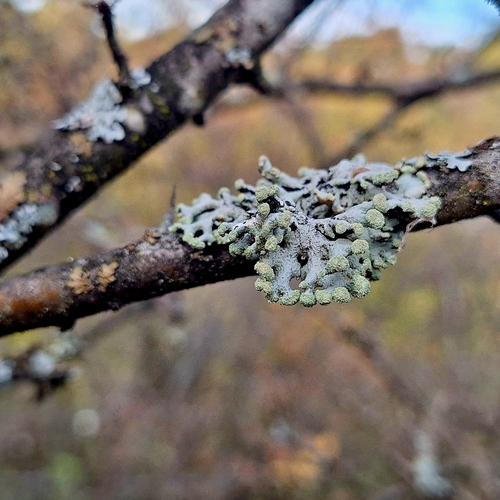 Hypogymnia tubulosa, 2026-10-20