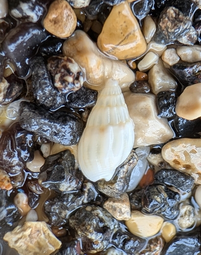 Tritia cuvierii observed 2026-10-18