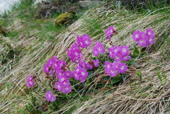 Primula glaucescens