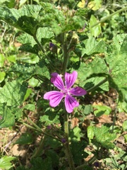 Malva sylvestris