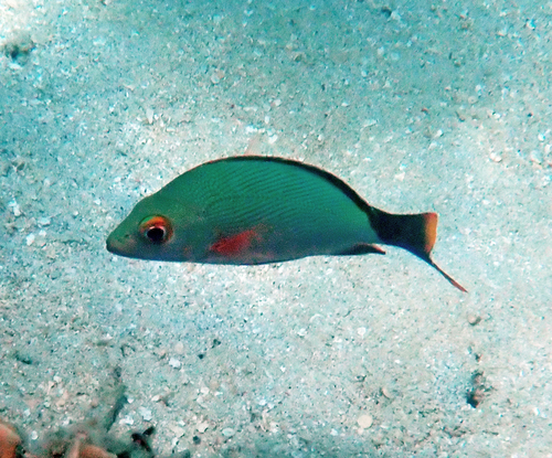 Lutjanus gibbus observed 2026-10-19