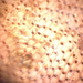 Schizoporella japonica - Photo (c) dmfeldmann08, algunos derechos reservados (CC BY-NC)