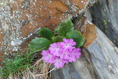 Primula daonensis