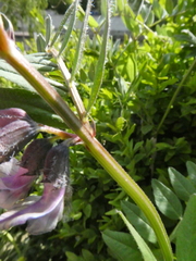 Vicia sepium