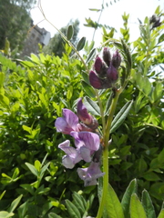 Vicia sepium