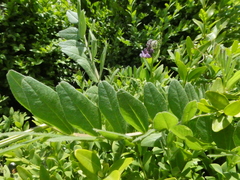 Vicia sepium