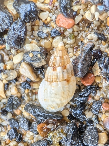 Tritia cuvierii observed 2026-10-18