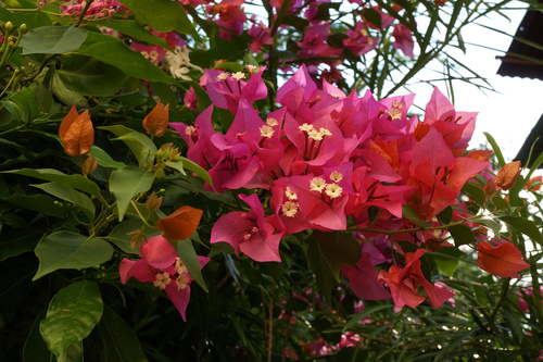 Bougainvillea glabra observed 2026-10-09