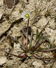 Taraxacum leucanthum