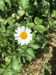 Leucanthemum vulgare
