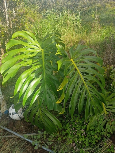 Monstera deliciosa observed 2026-10-20