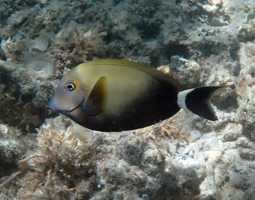 Acanthurus auranticavus observed 2026-10-19