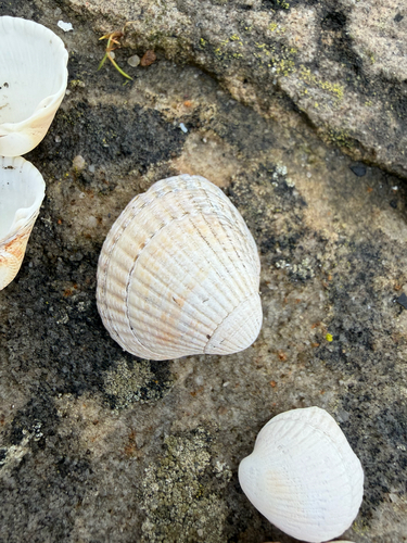 Cerastoderma edule observed 2026-10-20