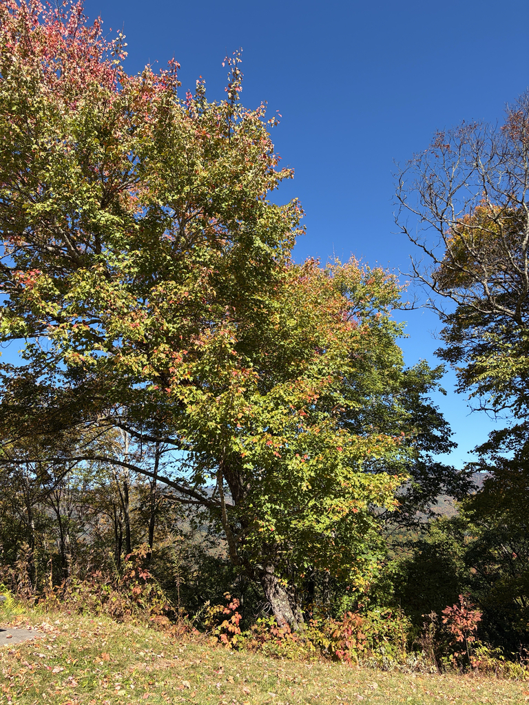 A photograph from Oct 20, 2026 near Blue Ridge Parkway at Waterrock Knob, where the observer’s point is approximate.