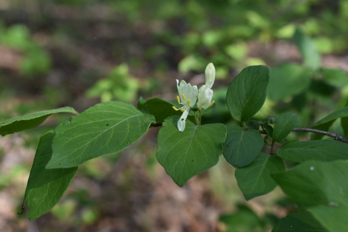Image of Lonicera ruprechtiana by (c) Repina Tatyana, some rights reserved (CC BY)