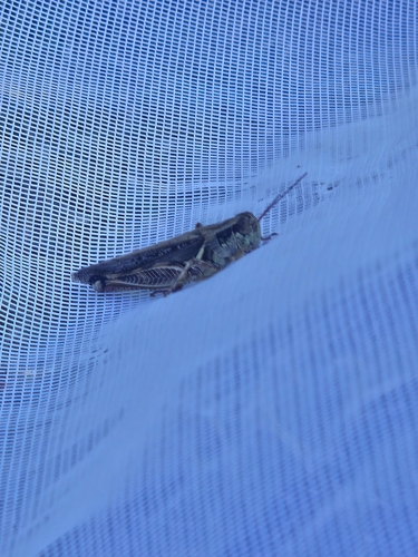 Texas Range Grasshopper
