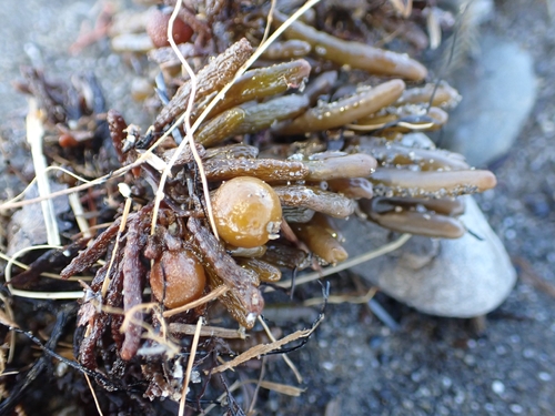 Cystophora torulosa, 2026-10-20
