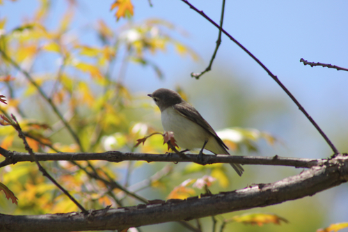 Eastern Warbling Vireo