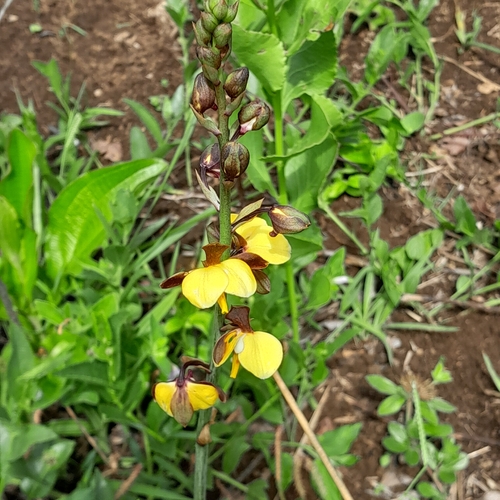 Eulophia streptopetala, 2026-10-20