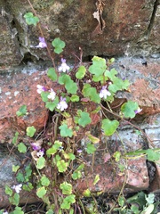Cymbalaria muralis