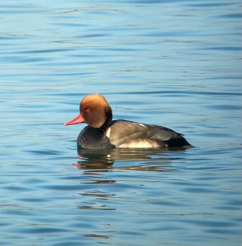 iNaturalist image