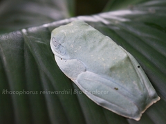 Rhacophorus reinwardtii