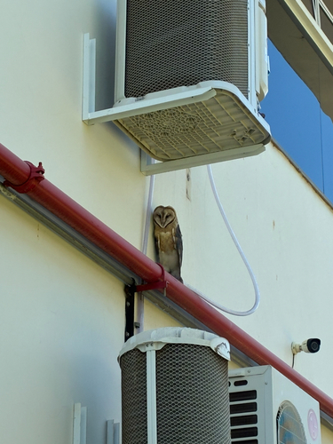 American Barn Owl