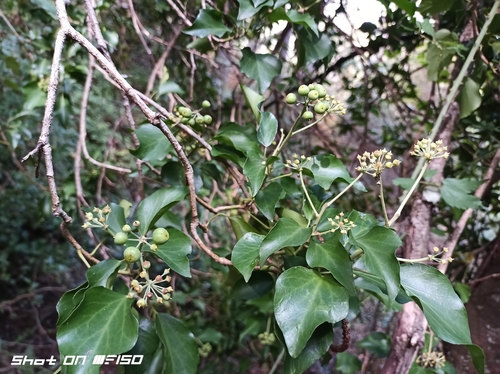 common ivy