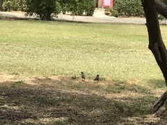 Acridotheres tristis