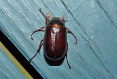 Phyllophaga anxia
