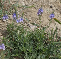 Veronica austriaca dentata