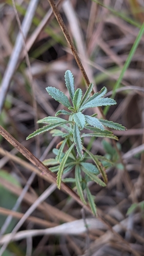 Oenothera serrulata, 2026-10-14