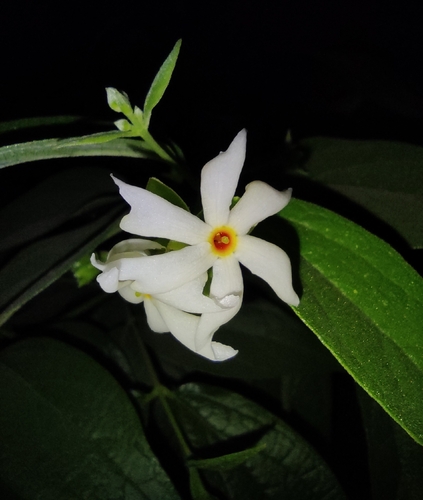Nyctanthes arbor-tristis observed 2026-10-20