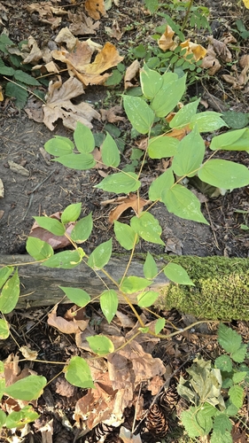 Disporum observed 2026-10-20