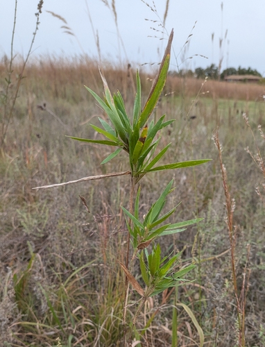 Dichanthelium scribnerianum observed 2026-10-14