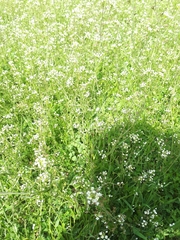 Capsella bursa-pastoris