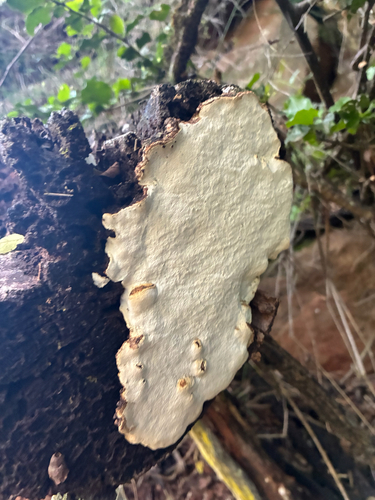 Poriella subacida observed 2026-10-20