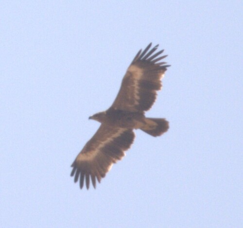 iNaturalist image