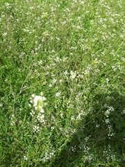Capsella bursa-pastoris