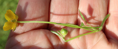Ranunculus auricomus